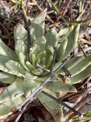 Dudleya cultrata