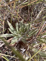 Dudleya cultrata