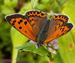 Lycaena panava