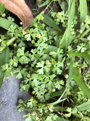 Hydrocotyle batrachium