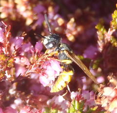 Philanthus triangulum diadema