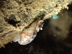 Haminoea