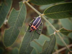 Eudiagogus episcopalis