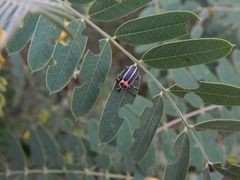 Eudiagogus episcopalis