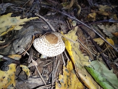 Lepiota felina
