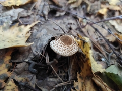 Lepiota felina