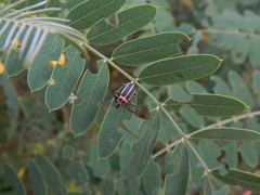 Eudiagogus episcopalis