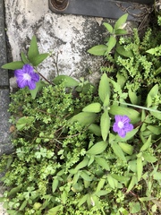 Ruellia squarrosa