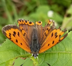 Lycaena panava