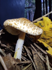 Lepiota felina
