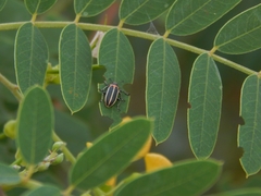Eudiagogus episcopalis