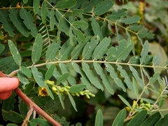 Eudiagogus episcopalis