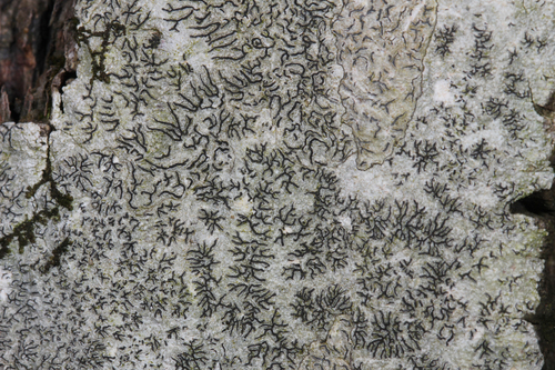 Common Script Lichen