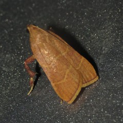 Parachma ochracealis