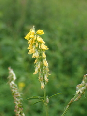 Melilotus altissimus