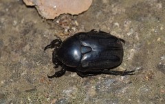 Protaetia opaca