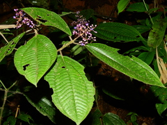 Miconia sastrei