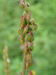 Melilotus altissimus