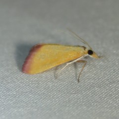 Xanthostege roseiterminalis