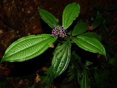 Miconia sastrei