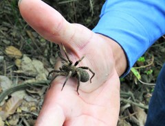 Ancylometes bogotensis