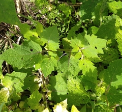 Physalis grisea