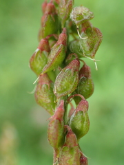 Melilotus altissimus