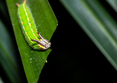 Elymnias hypermnestra