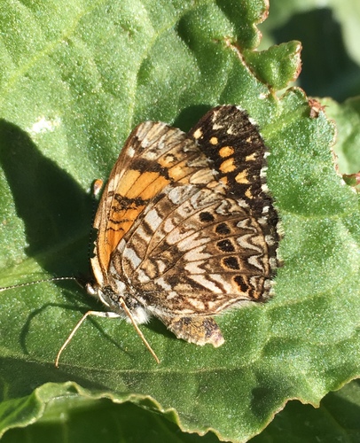 Gorgone Checkerspot