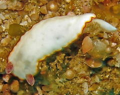 Goniobranchus verrieri