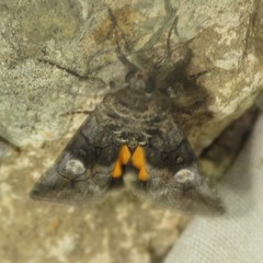 Copanarta aurea
