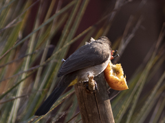 Pycnonotus barbatus layardi