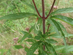 Liriomyza eupatorii