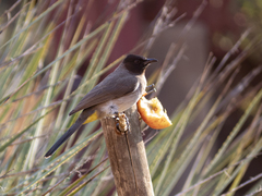 Pycnonotus barbatus layardi