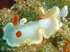 Ardeadoris electra