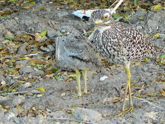 Spotted Thick-Knee photo 5
