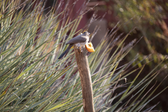 Pycnonotus barbatus layardi