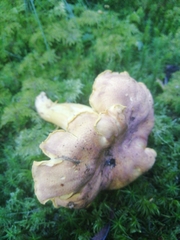 Cantharellus amethysteus