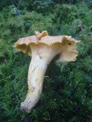 Cantharellus amethysteus
