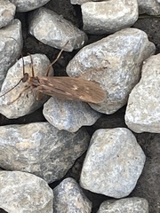 Potamophylax cingulatus