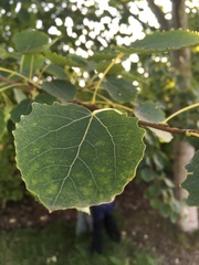 Populus tremula