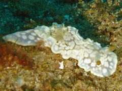 Glossodoris