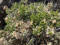 Ericameria cuneata