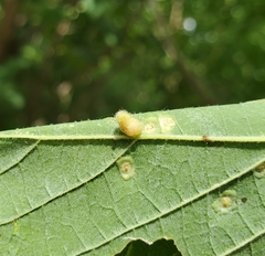 Celticecis pyriformis