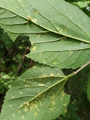 Celticecis pyriformis