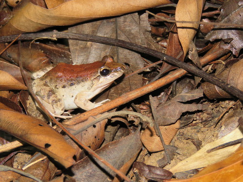 Common Thin-toed Frog