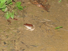 Leptodactylus leptodactyloides