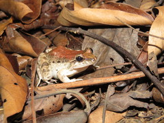 Leptodactylus leptodactyloides