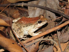 Leptodactylus leptodactyloides