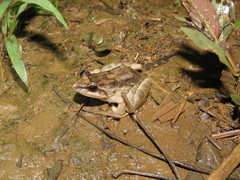 Leptodactylus leptodactyloides